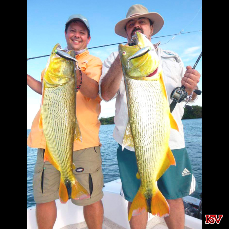 O pescador Fabiano e seu amigo pegaram os dois dourados com a isca Tontinha.